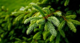 perchè piantare albero natale giardino