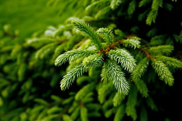 perchè piantare albero natale giardino