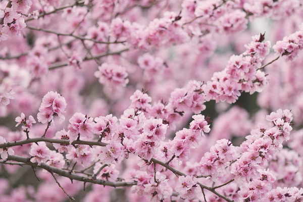 ramo ciliegio fiorito