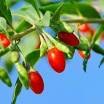 bacche goji proprietà storia