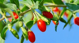 bacche goji proprietà storia