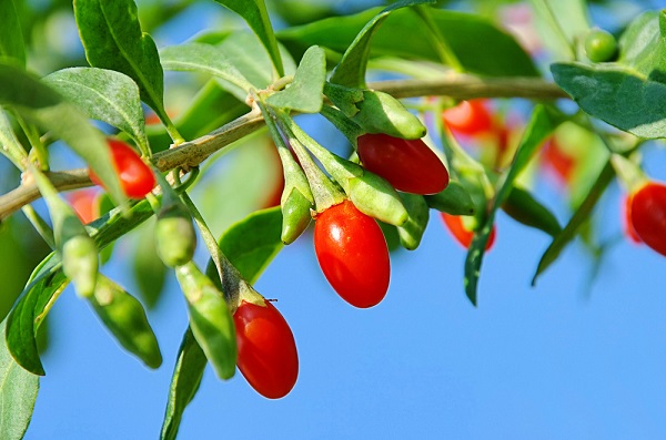 ramo di goji con bacche