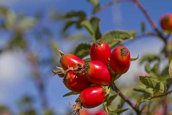 rosa canina