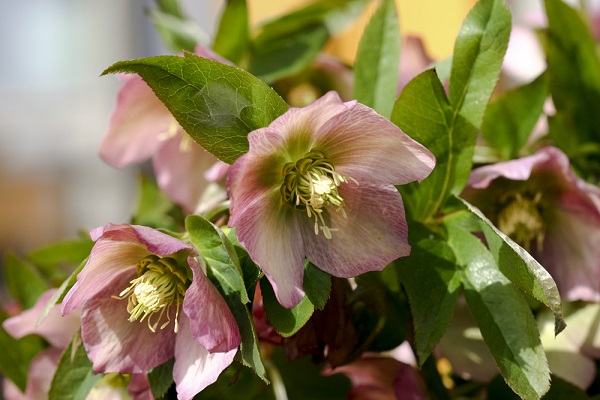 rosa di natale