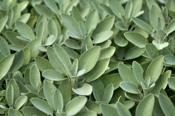 Polvere bianca o marroncina sulle foglie di salvia: di cosa si tratta?