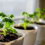 5 idee regalo appassionati giardinaggio