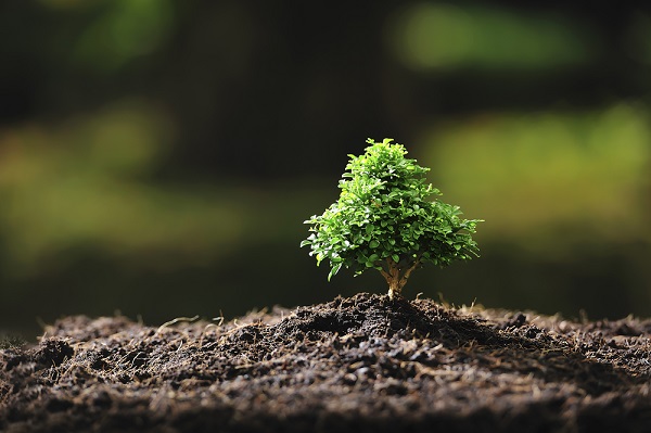 albero bonsai