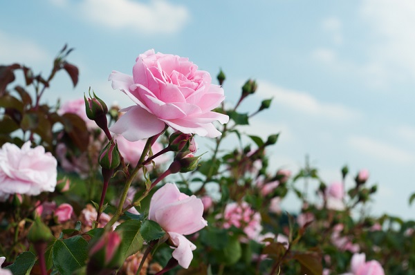 potare rose gennaio più fiori