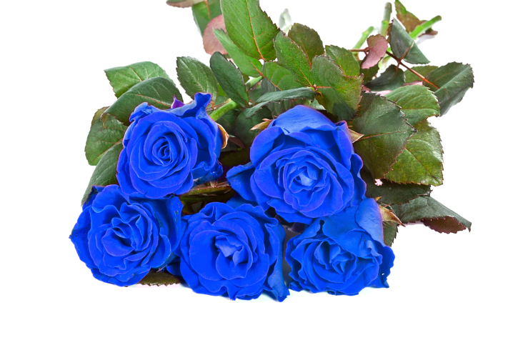 rosa blu