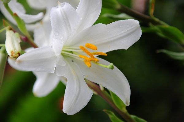 7 fiori significano ti amo