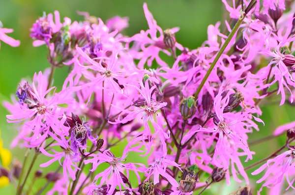 significato fiori lychnis