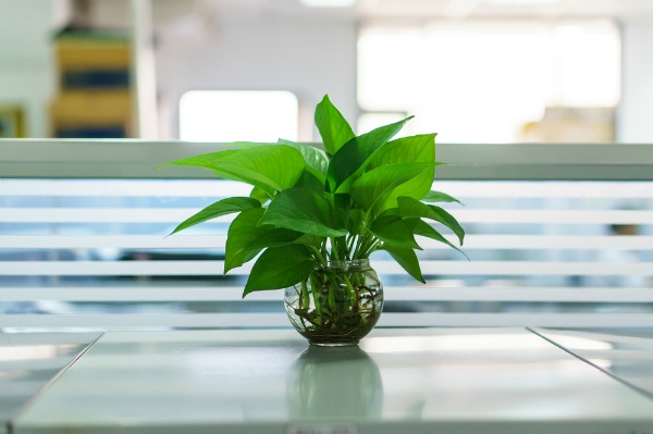 Le piante da ufficio migliorano la produttività dei dipendenti