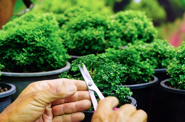 cure bonsai gennaio