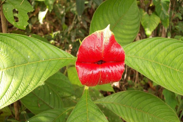 pianta dei baci per san valentino