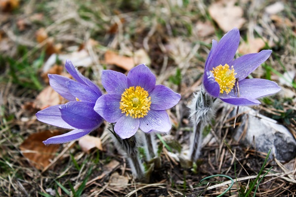 significato fiori pulsatilla