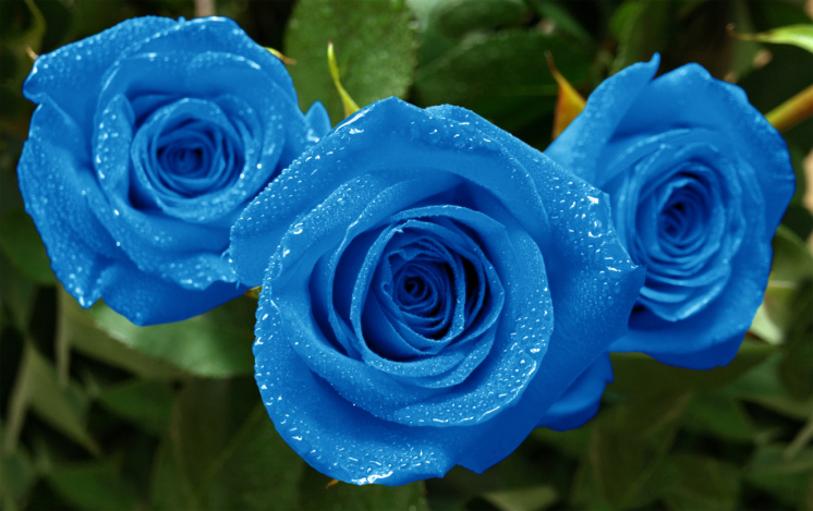 rosa blu