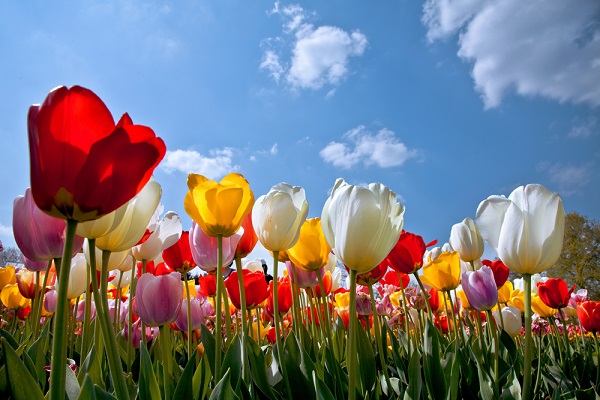 Tulipani, le varietà più belle da coltivare in balcone (gallery)