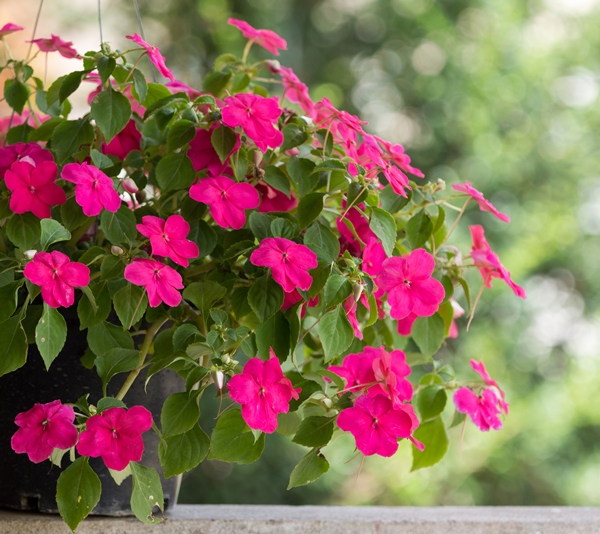 Impatiens