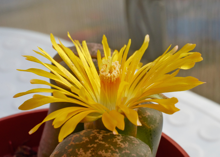 Lithops