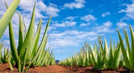 4 piante succulente seminare febbraio foto