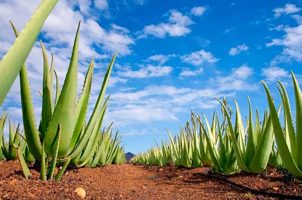 4 piante succulente seminare febbraio foto