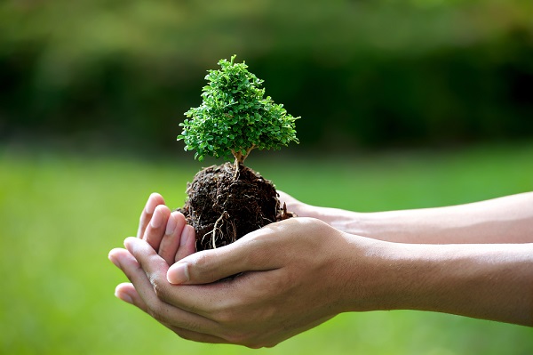 bonsai tra le mani