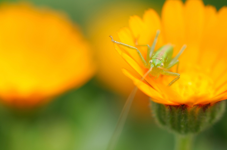 calendula