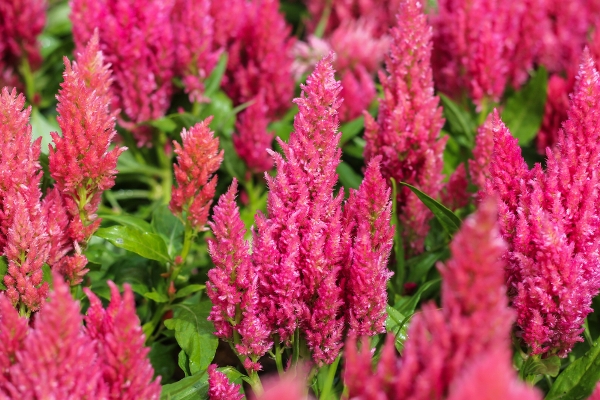 celosia