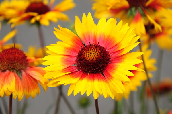 gaillardia pianta perfetta aiuole