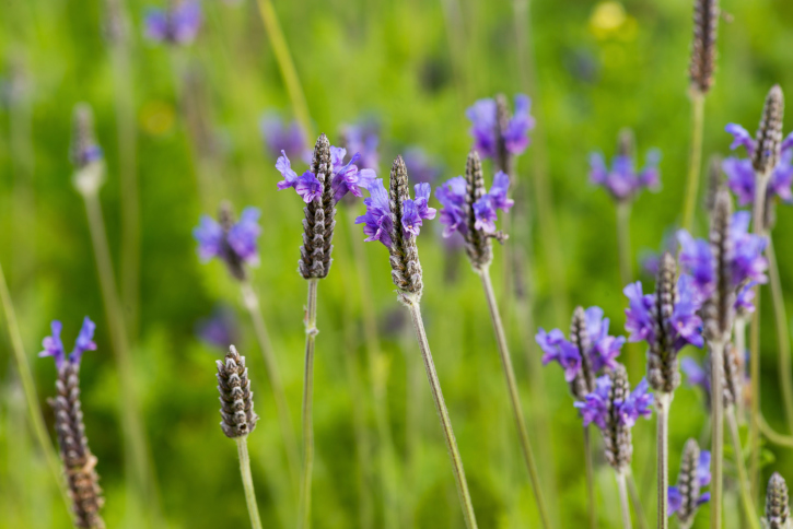 Come potare la lavanda