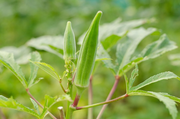 okra o gombo