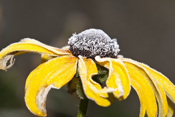 rudbeckia