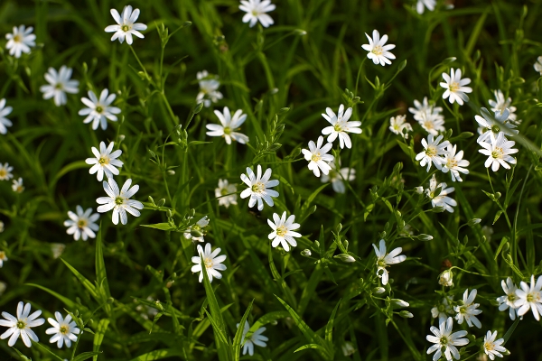 stellaria