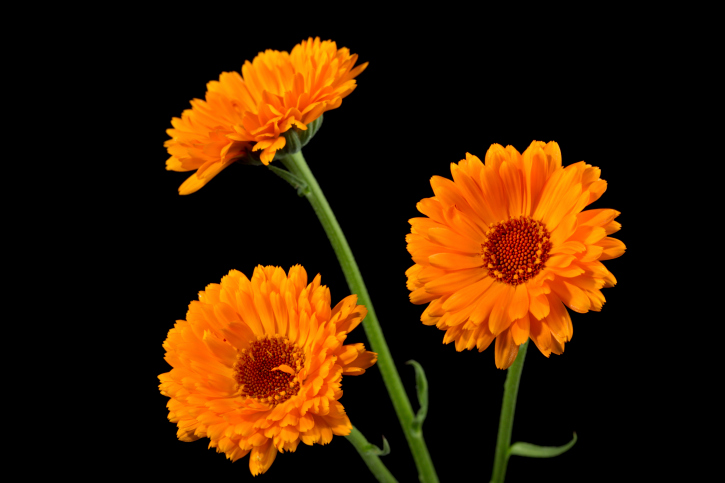 calendula