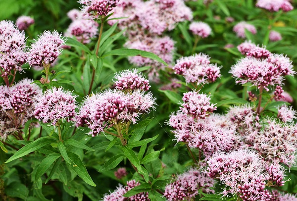 coltivare valeriana in vaso