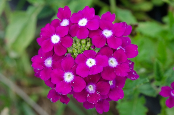 verbena