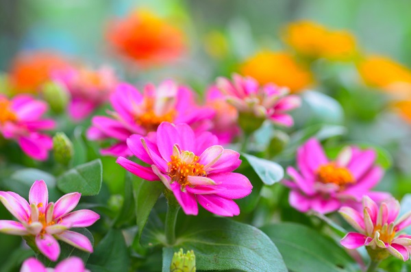 zinnia specie comuni