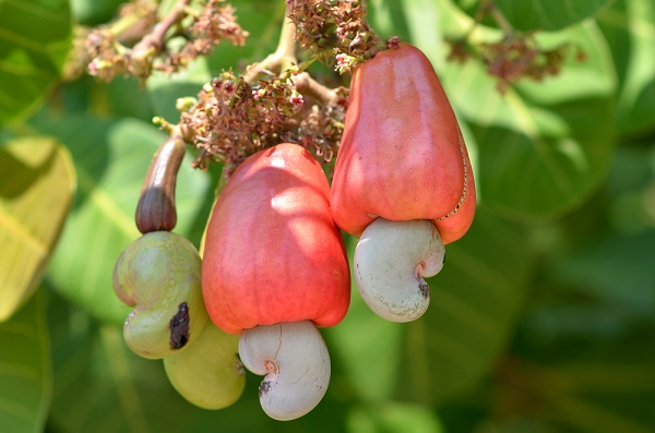 Anacardio, albero dai frutti gustosi