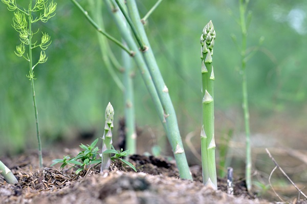 asparagi usi proprietà