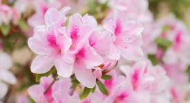 7 fiori primaverili appartamento coltivare