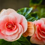 7 fiori primaverili appartamento coltivare