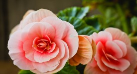 7 fiori primaverili appartamento coltivare