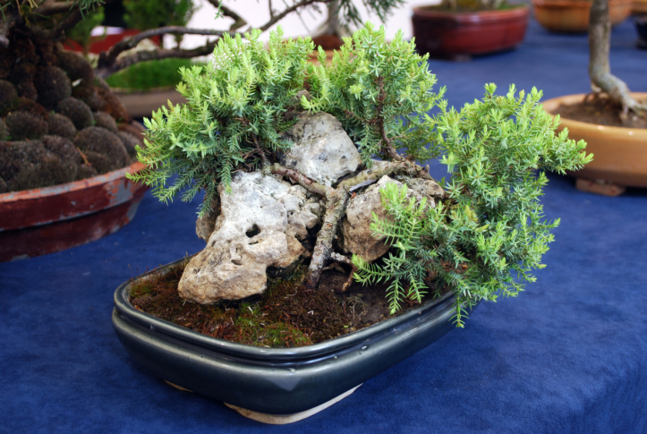 Bonsai su roccia