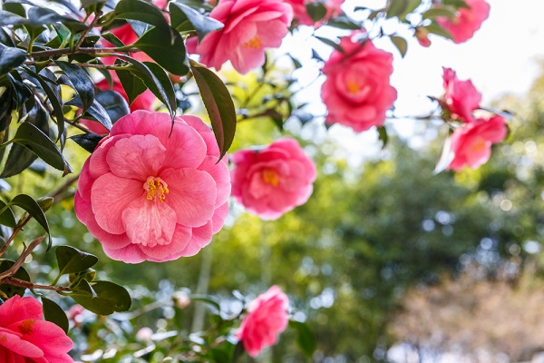 camelia creata giro italia verbania