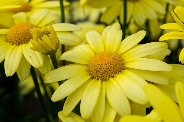 significato fiori arnica