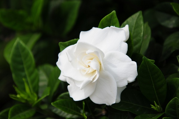 gardenia