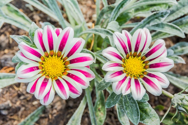 gazania