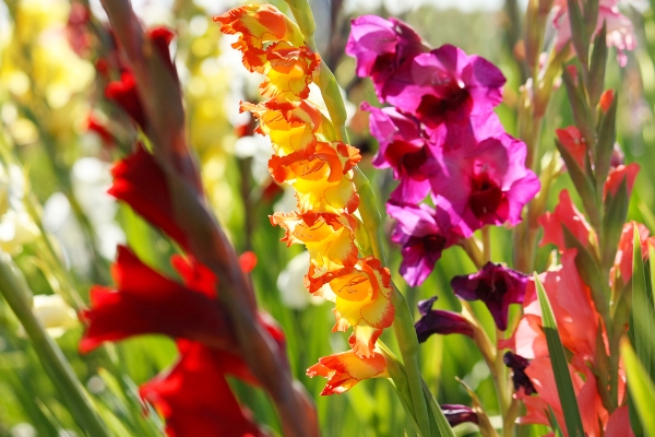 gladioli