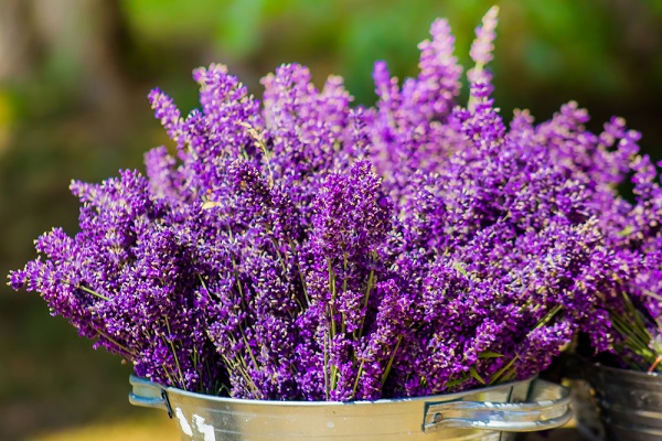 coltivare lavanda in vaso