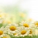 7 fiori primaverili appartamento coltivare